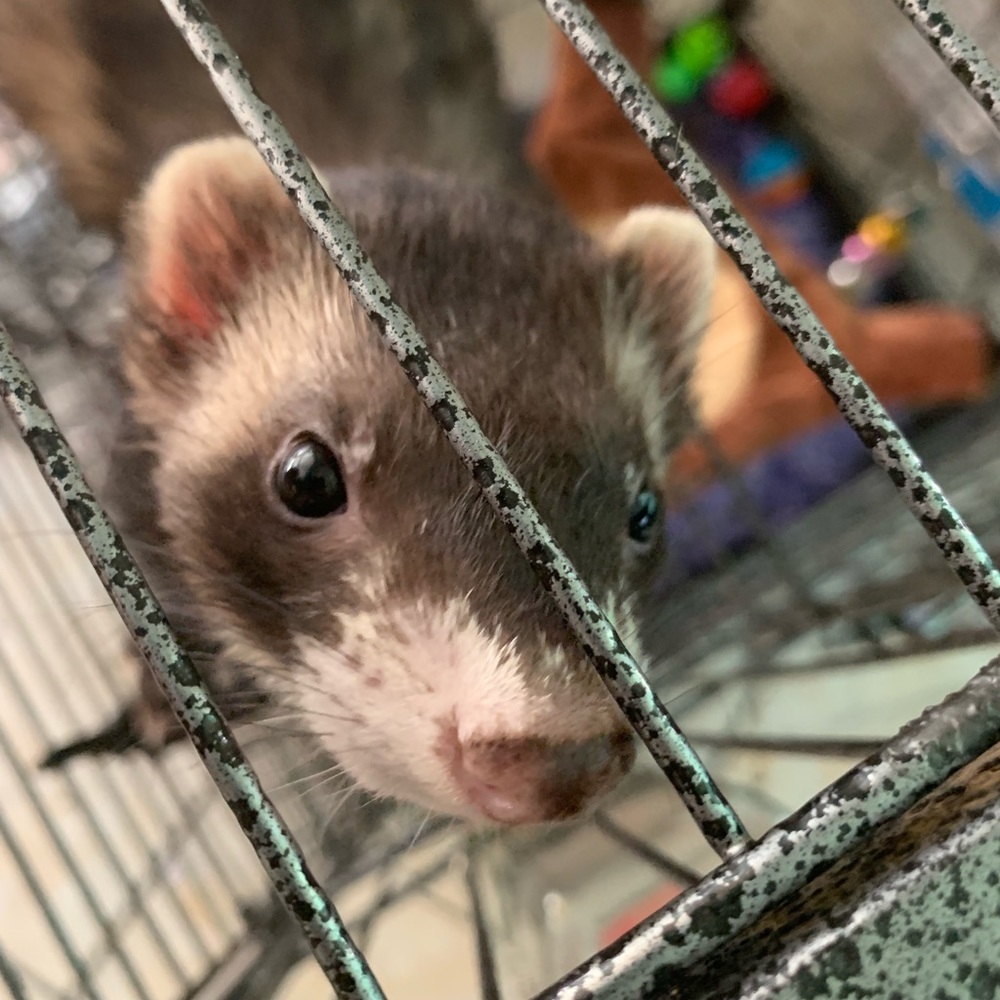 Meet your Posher, Justine